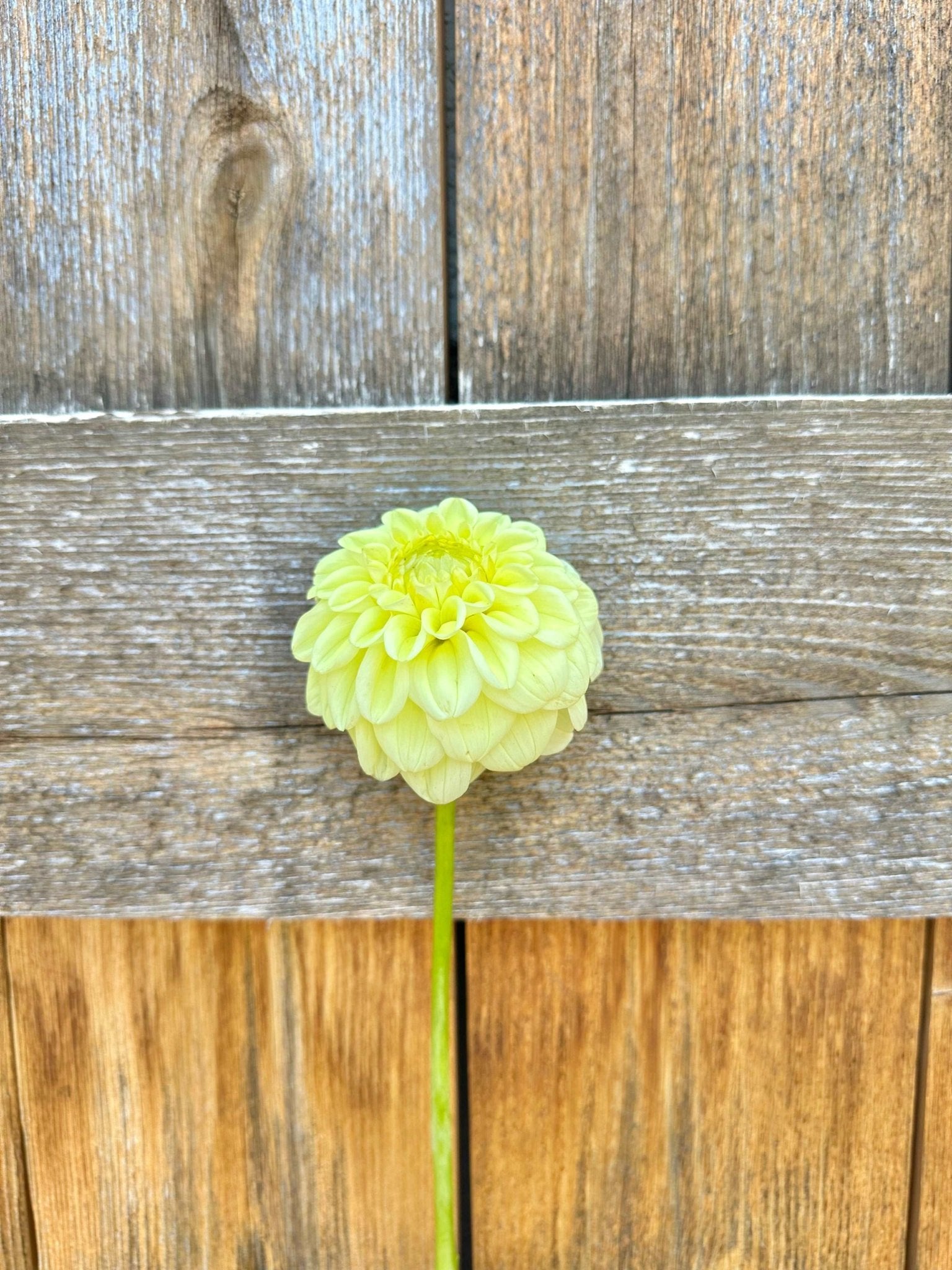 Lee's Butterpat dahlia - Pedaling Petals