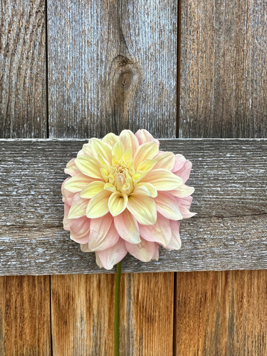Lee's Chalks Alot dahlia tuber - Pedaling Petals