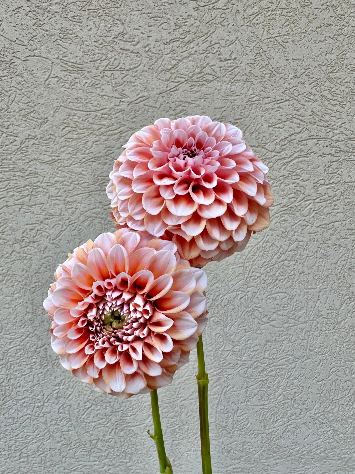 Lee's Hopscotch dahlia tuber - Pedaling Petals