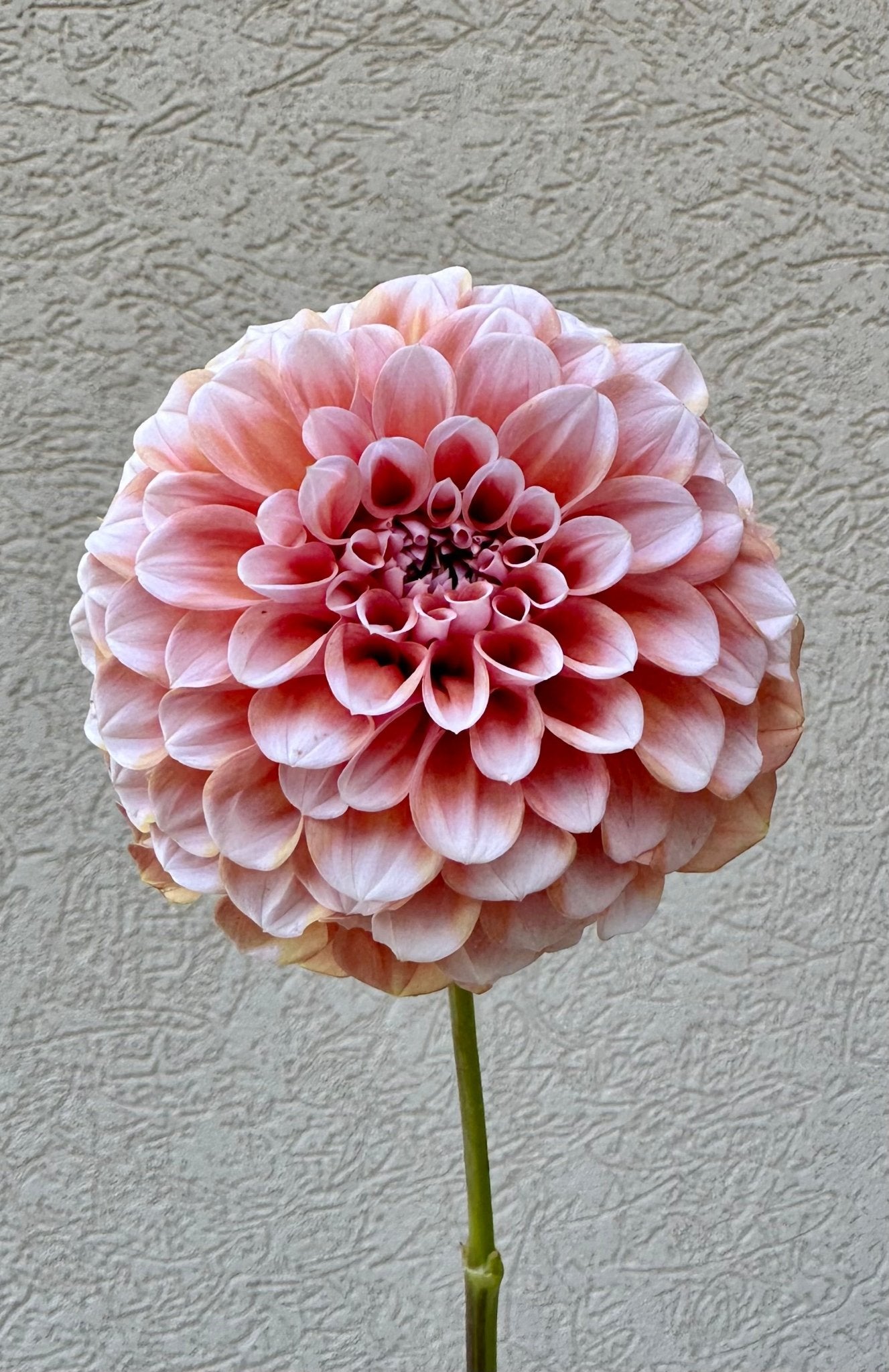 Lee's Hopscotch dahlia tuber - Pedaling Petals