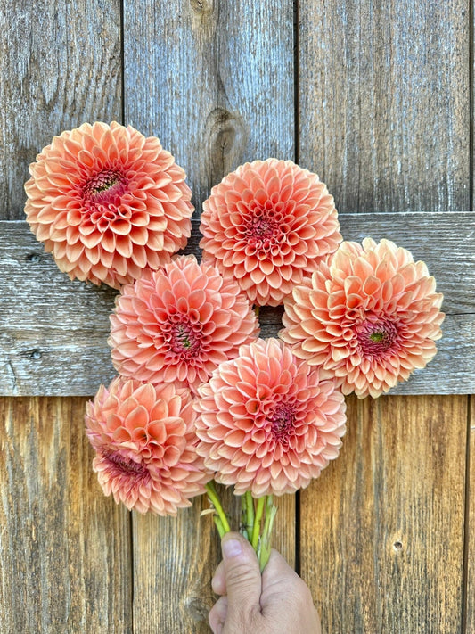 Lee's James dahlia tuber - Pedaling Petals