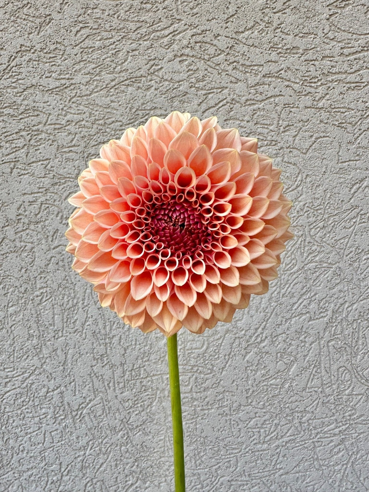 Lee's James dahlia tuber - Pedaling Petals