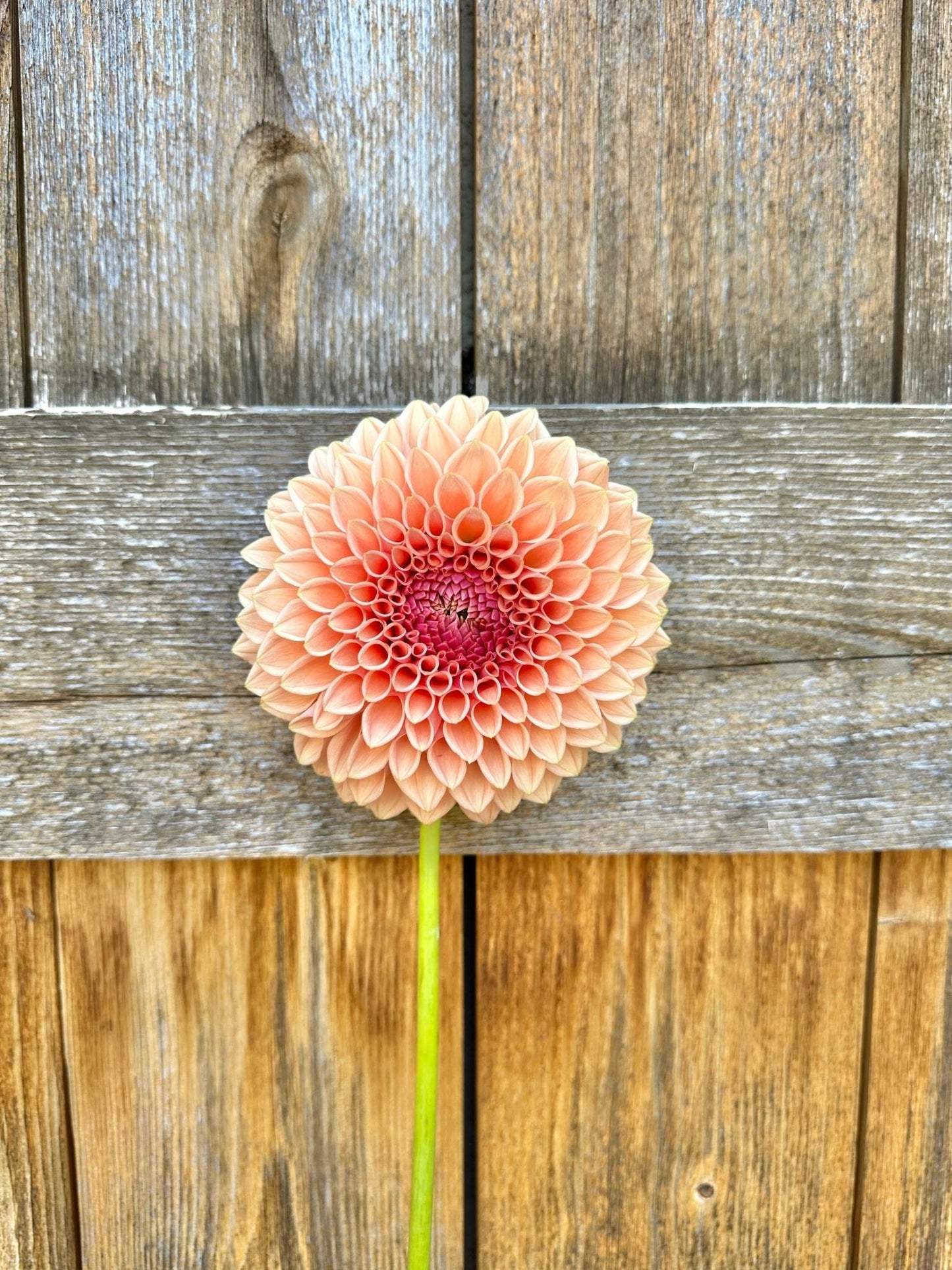 Lee's James dahlia tuber - Pedaling Petals