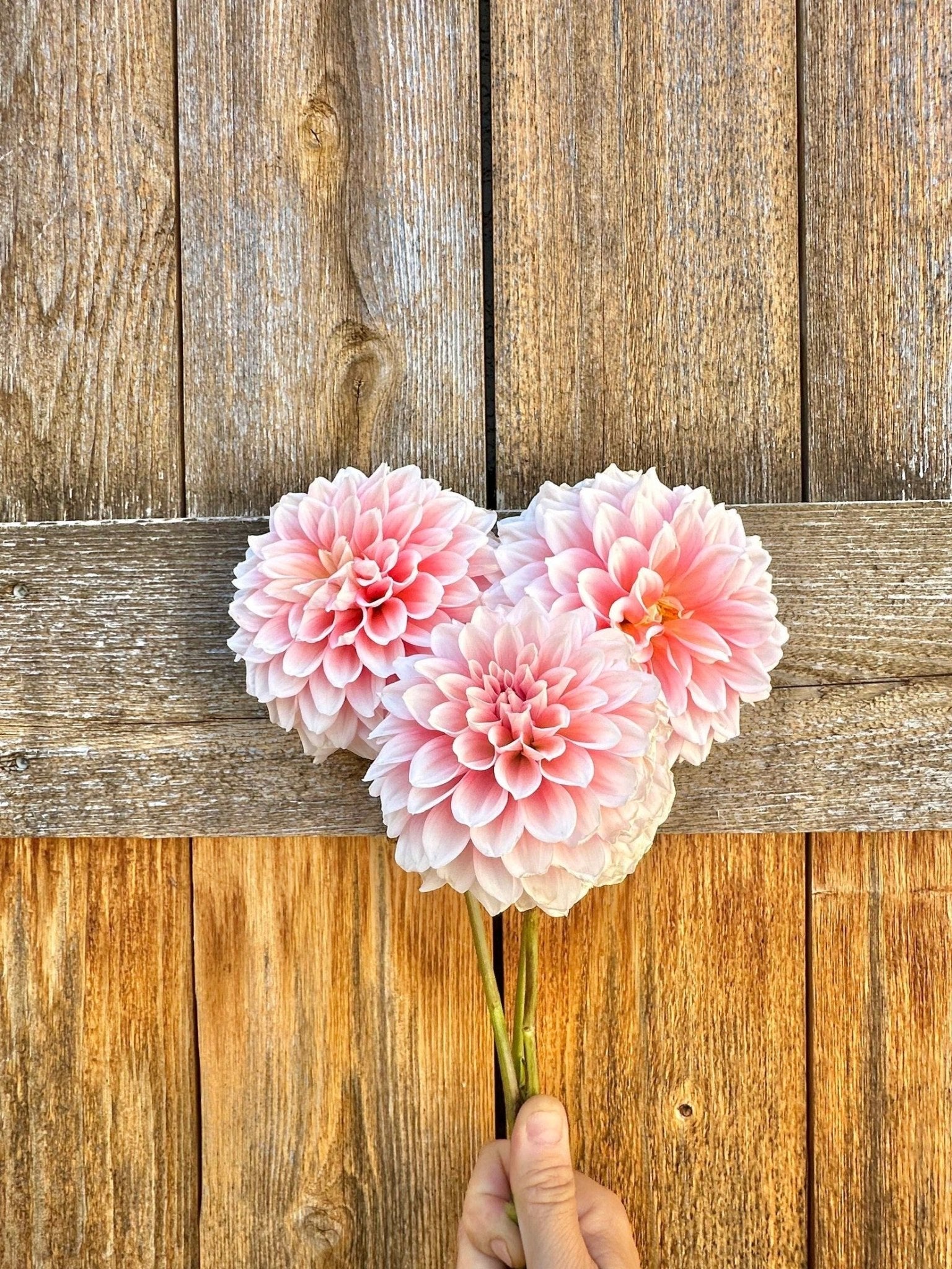 Lee's Pineberry trifle dahlia tubers for sale - Pedaling Petals