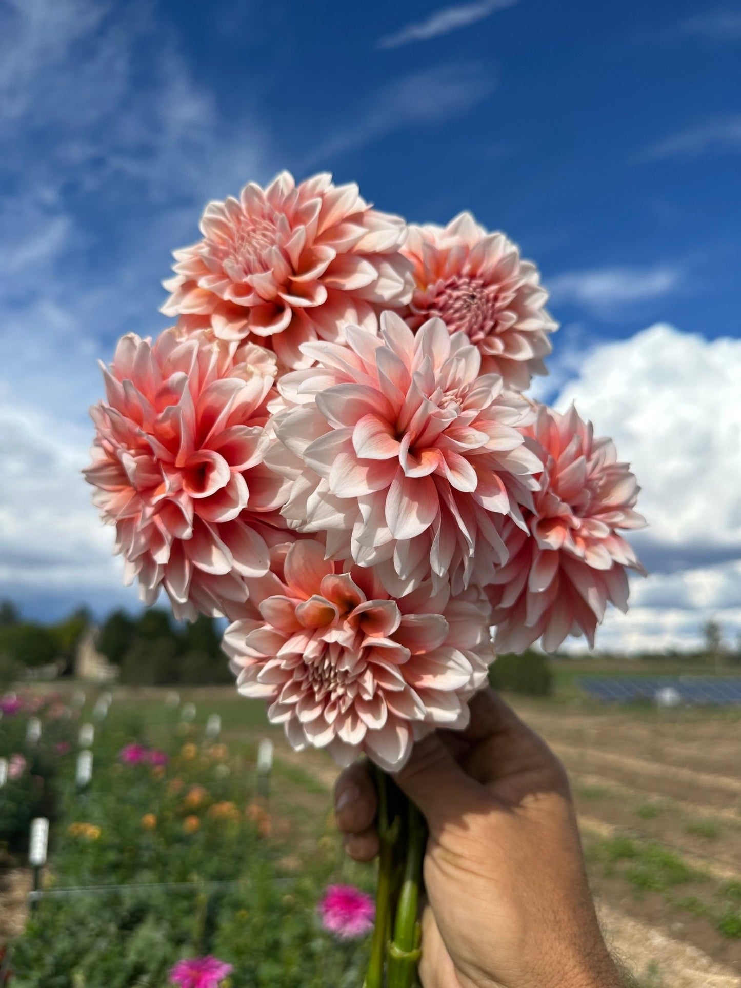Lee's Pineberry trifle dahlia tuber - Pedaling Petals