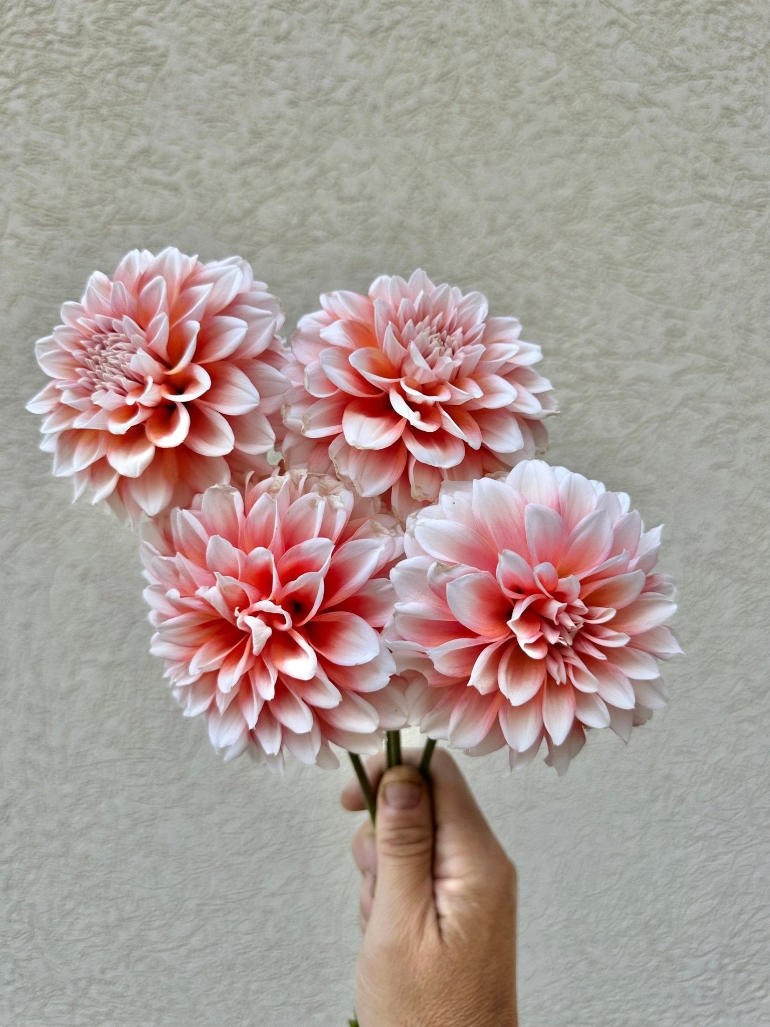 Lee's Pineberry trifle dahlia tubers for sale - Pedaling Petals