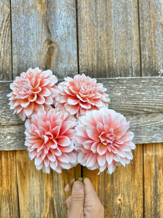 Lee's Pineberry trifle dahlia tuber - Pedaling Petals