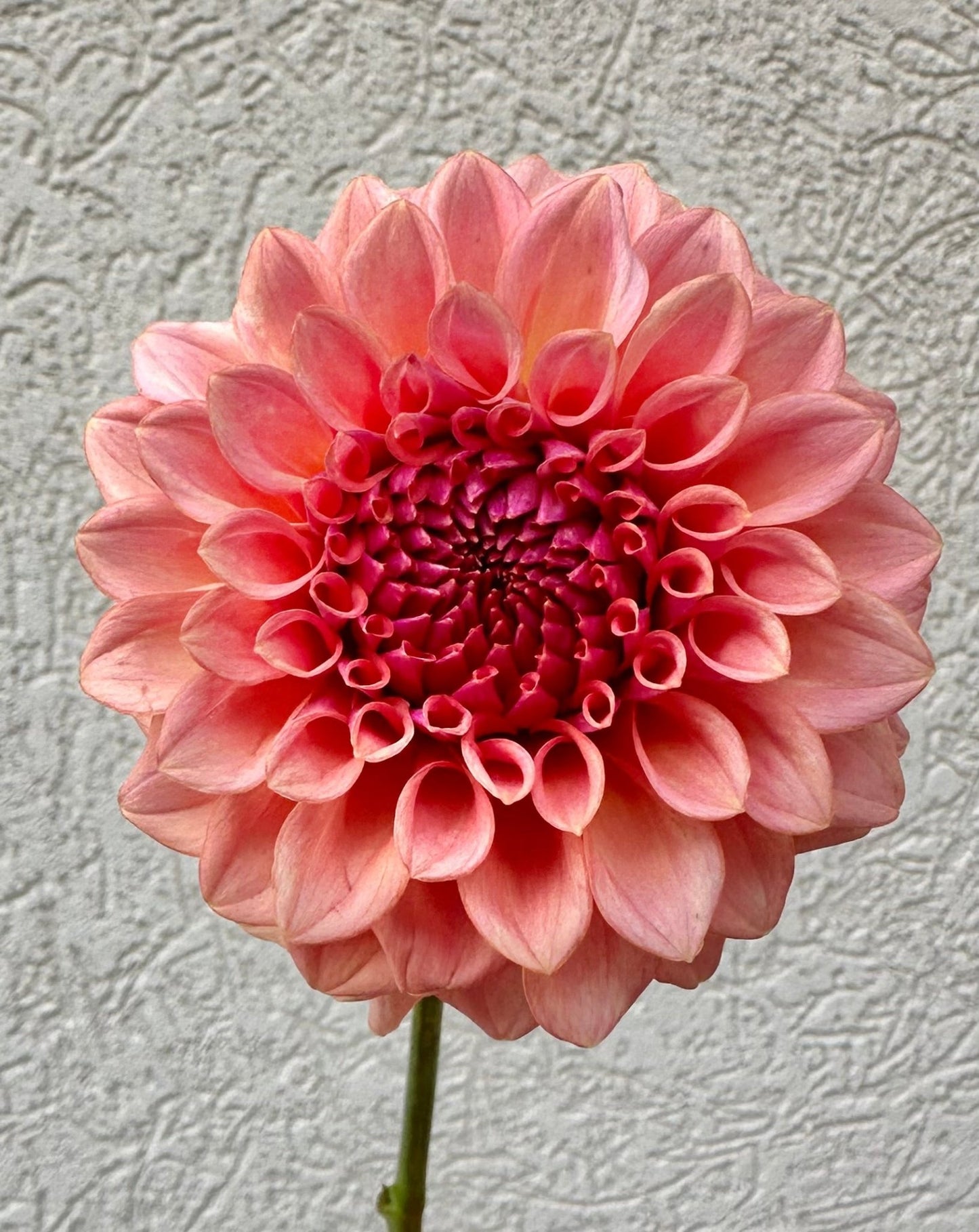 Levi’s Blue Smoke dahlia cuttings - Pedaling Petals