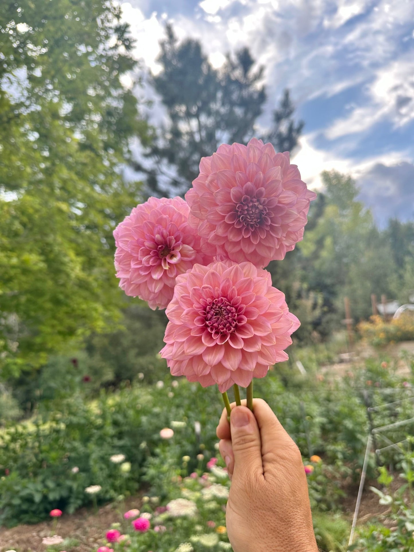 Levi’s Bubblegum dahlia cutting - Pedaling Petals