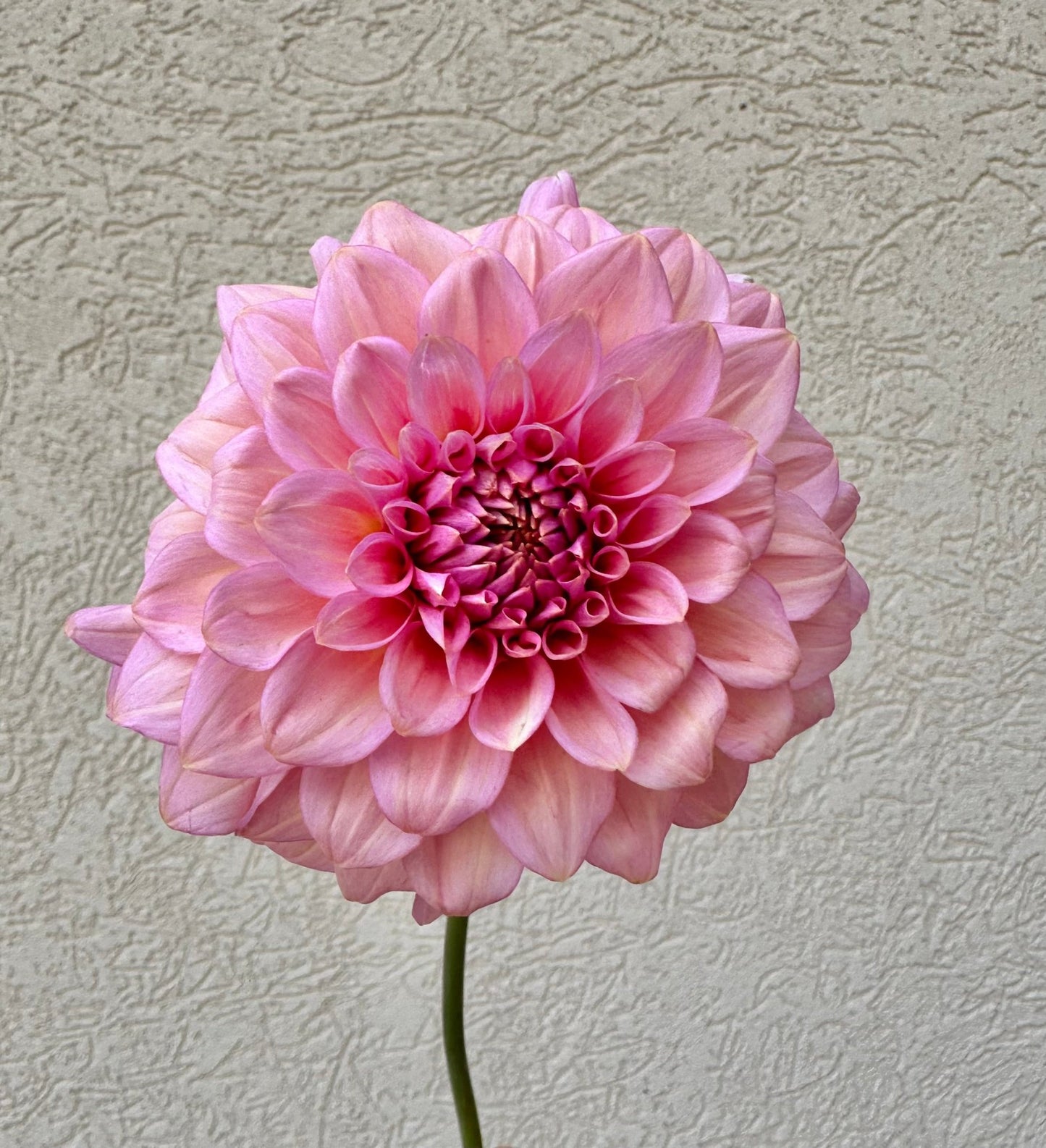 Levi’s Bubblegum dahlia cutting - Pedaling Petals