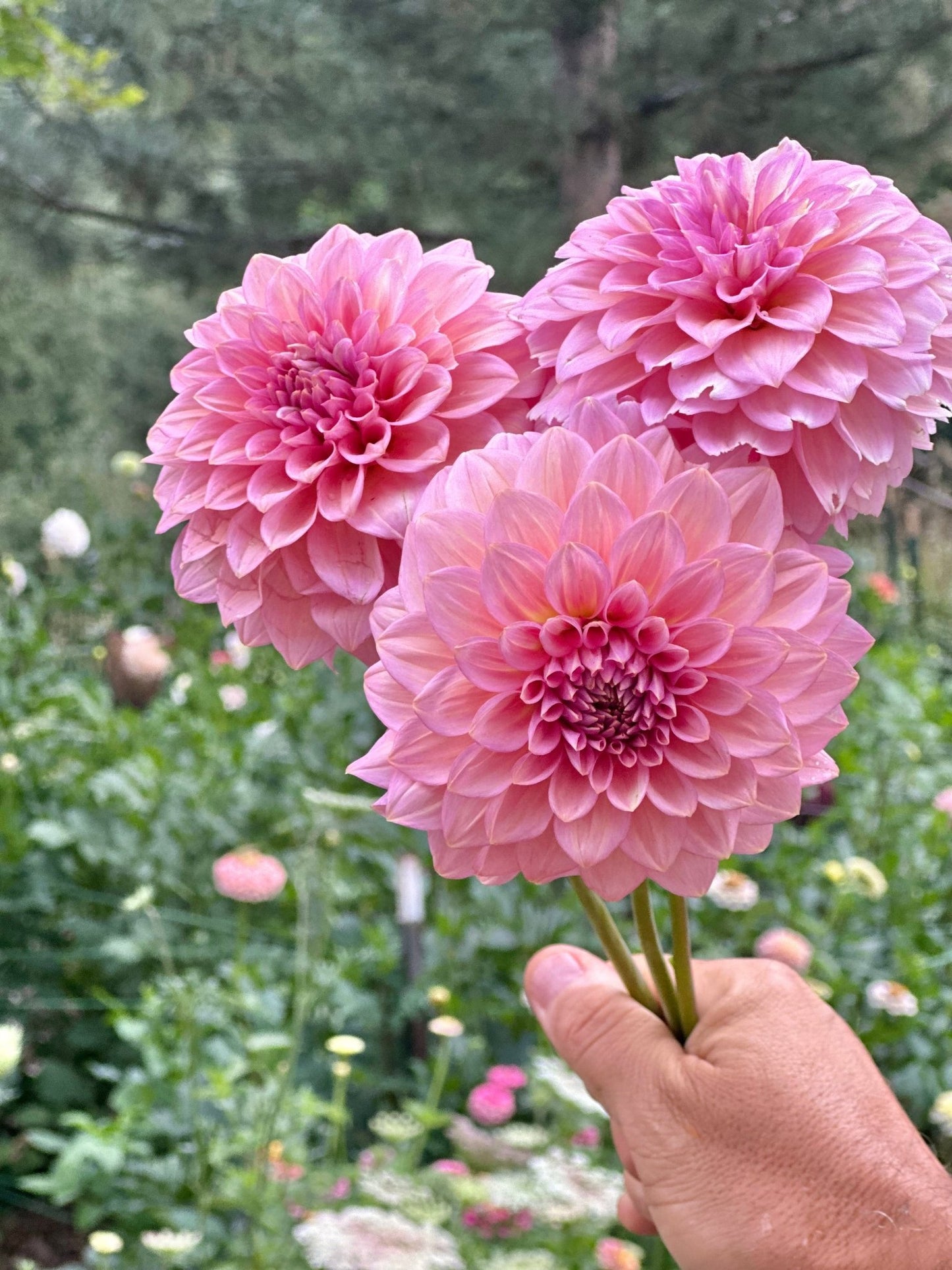 Levi’s Bubblegum dahlia cutting - Pedaling Petals