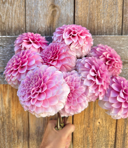 Levi’s Confessor dahlia cutting - Pedaling Petals