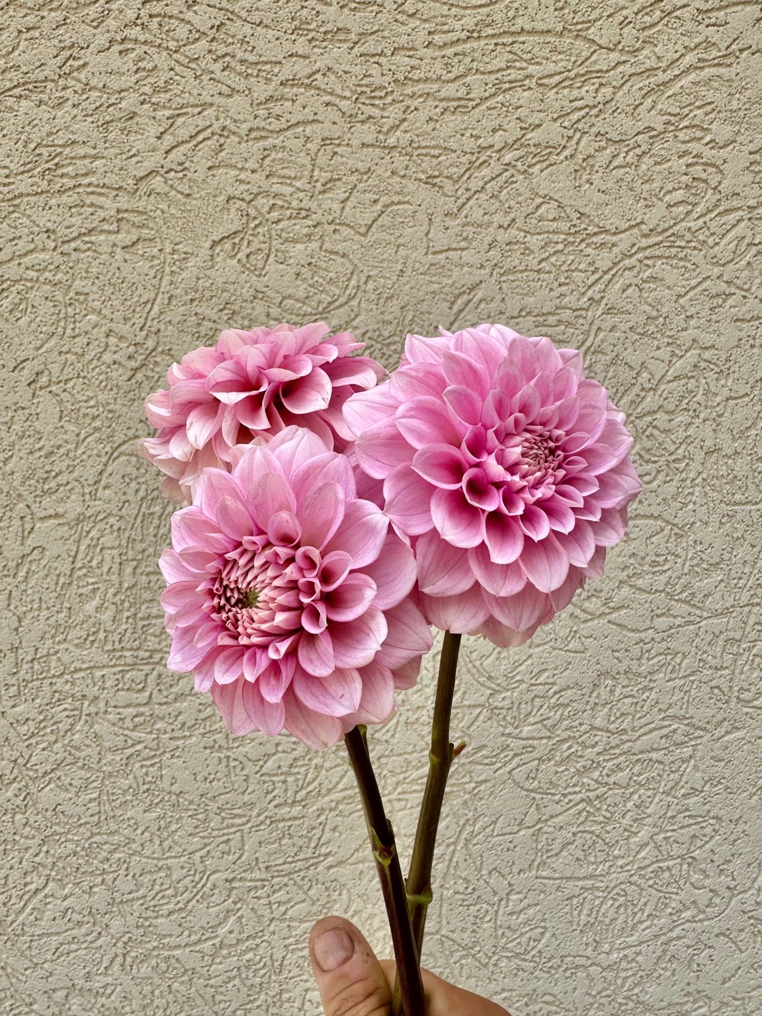 Levi’s Confessor dahlia cutting - Pedaling Petals