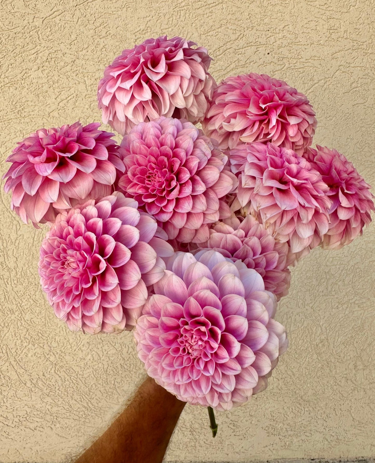 Levi’s Confessor dahlia cutting - Pedaling Petals