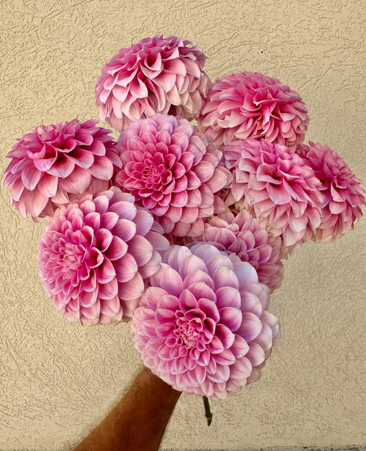 Levi’s Confessor dahlia cutting - Pedaling Petals