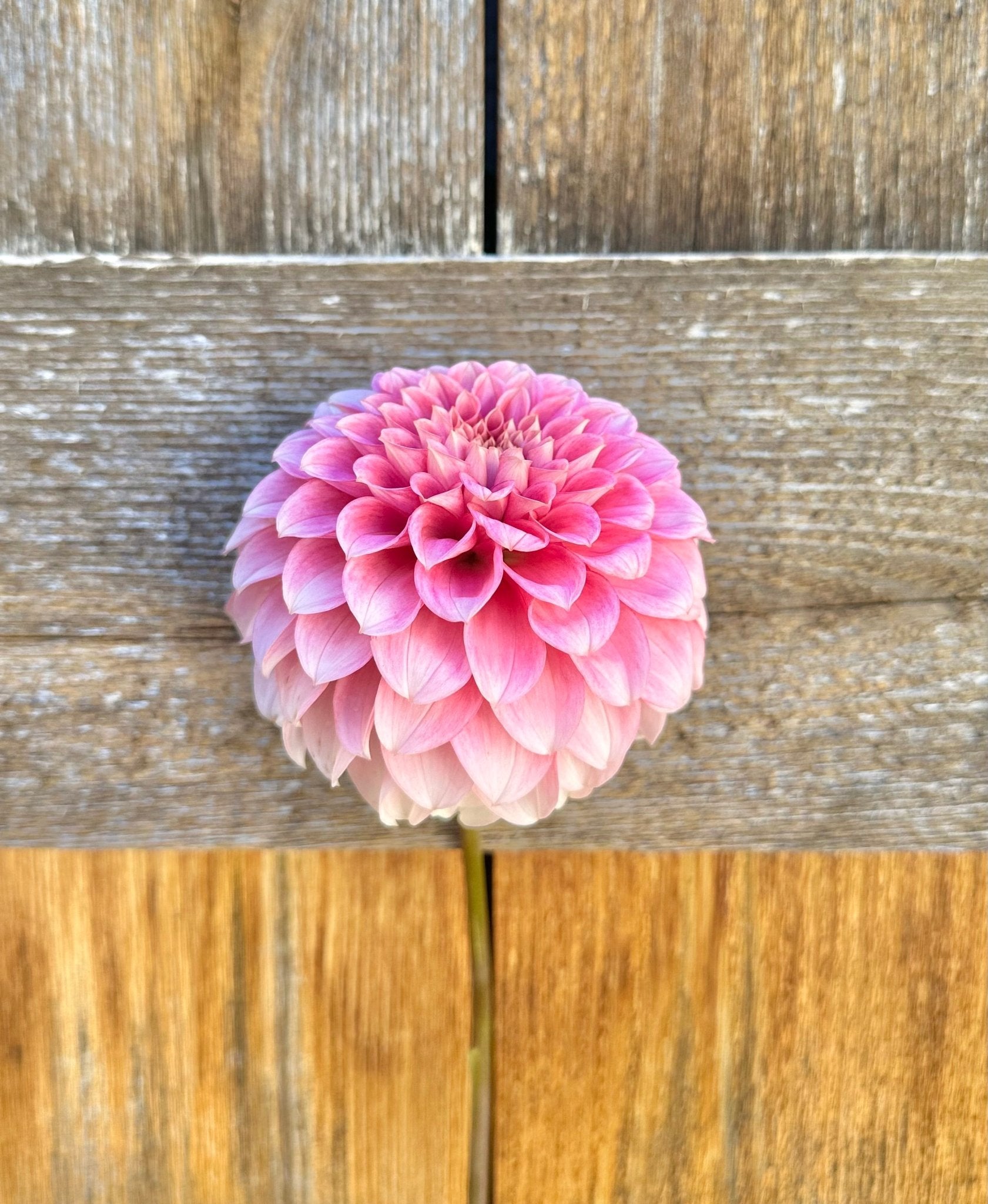 Levi’s Confessor dahlia cutting - Pedaling Petals