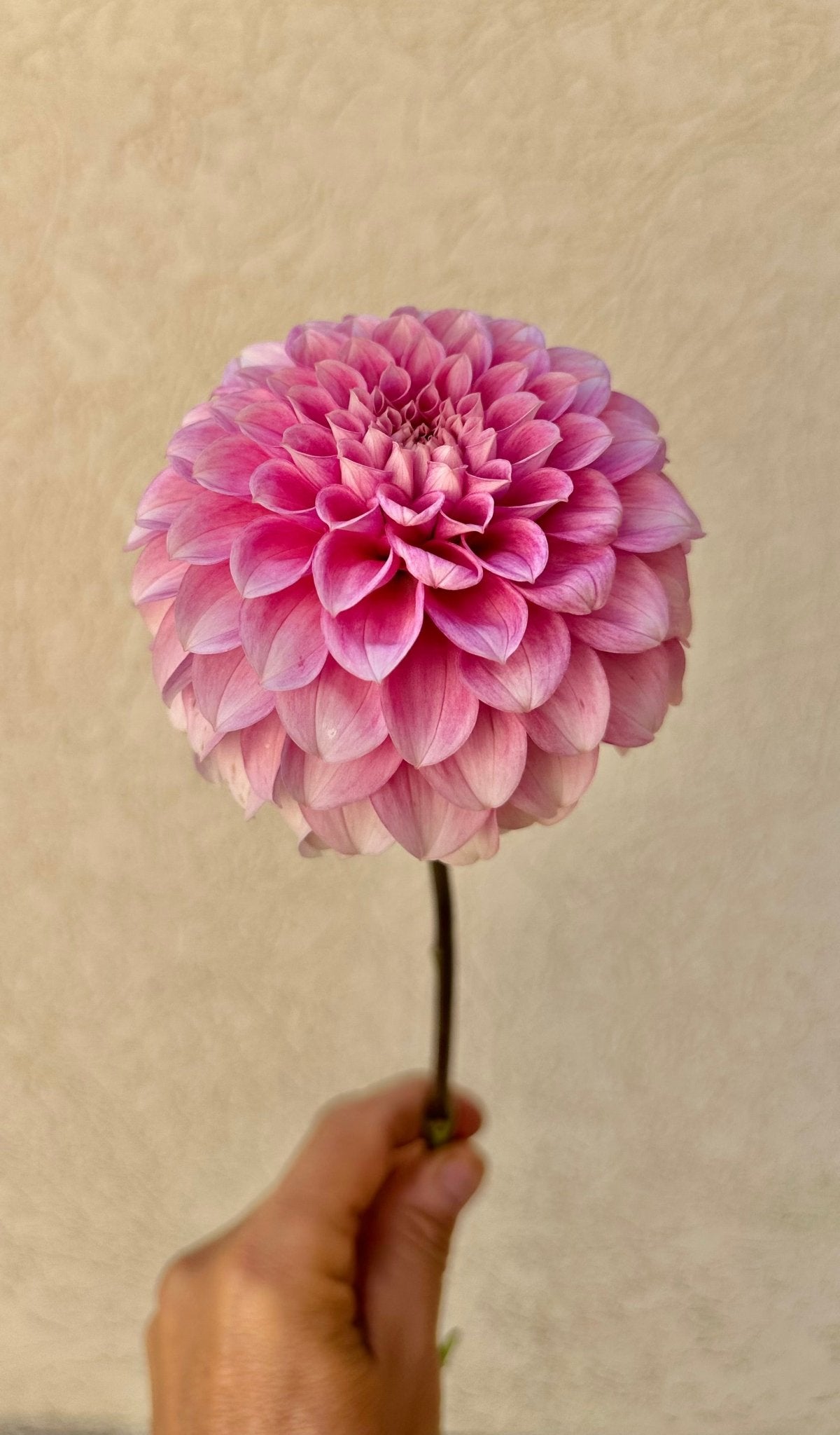 Levi’s Confessor dahlia cutting - Pedaling Petals