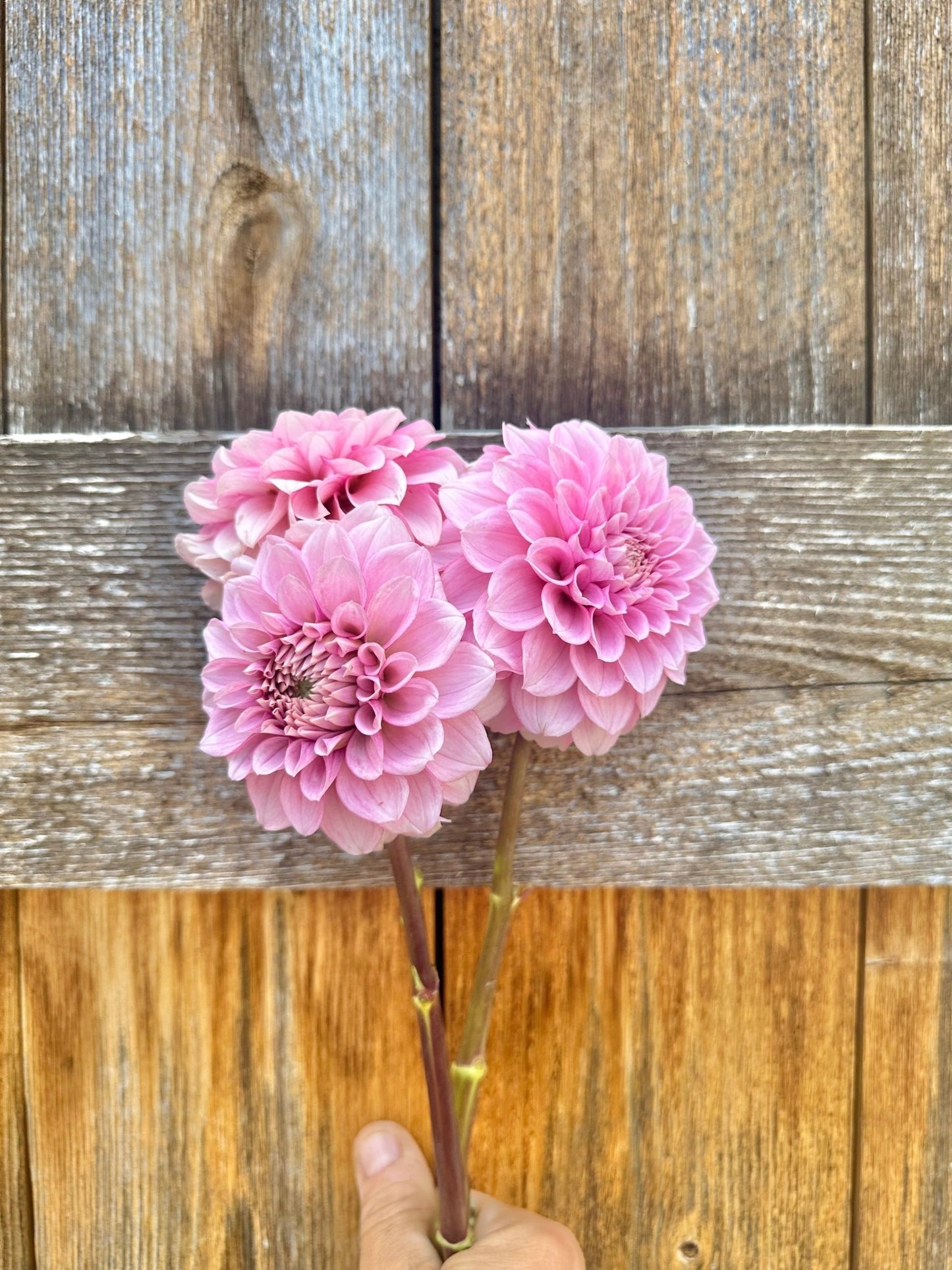 Levi’s Confessor dahlia cutting - Pedaling Petals