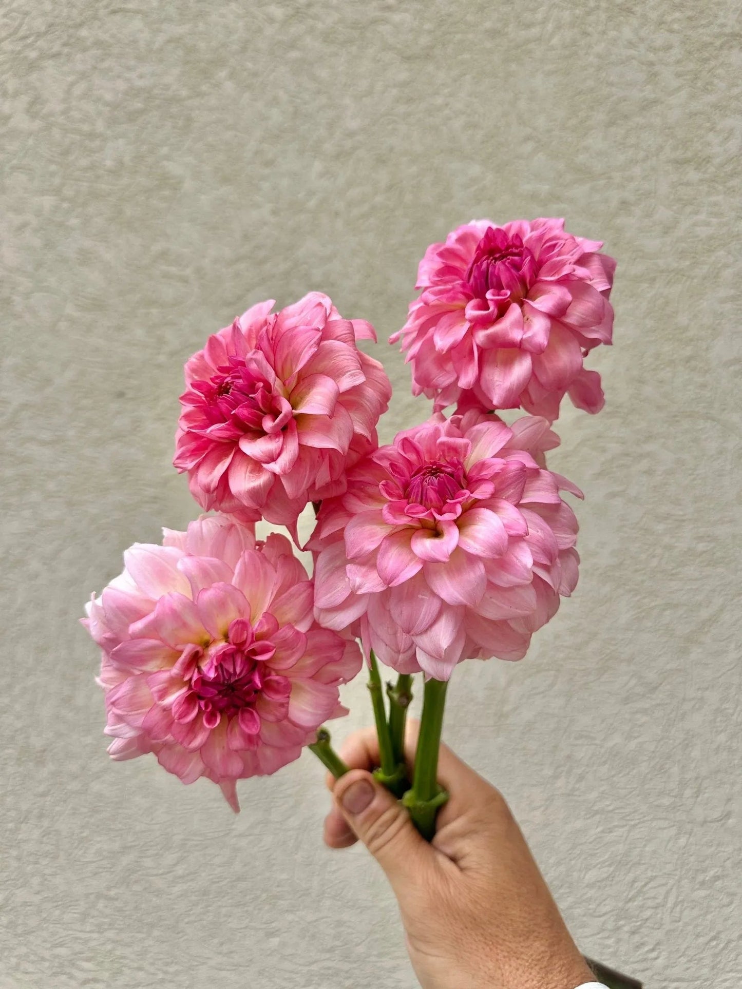 Levi’s Dreamwalk dahlia cutting - Pedaling Petals