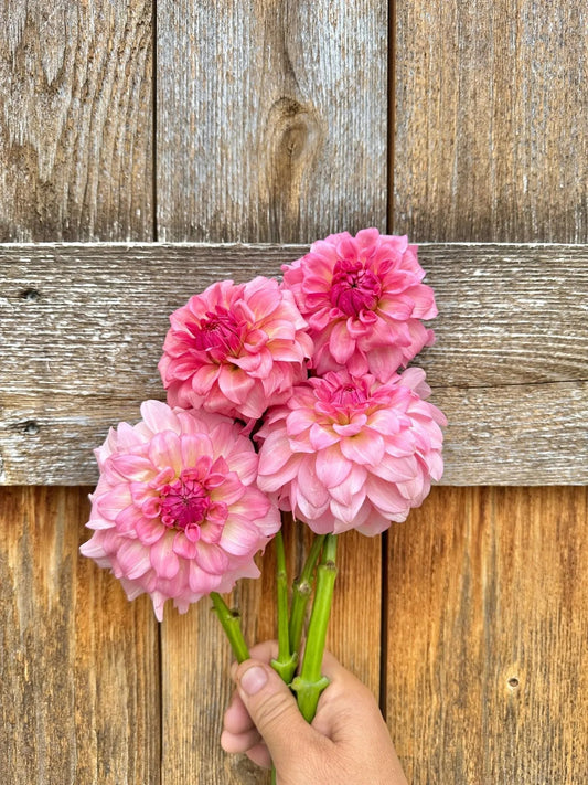 Levi’s Dreamwalk dahlia cutting - Pedaling Petals