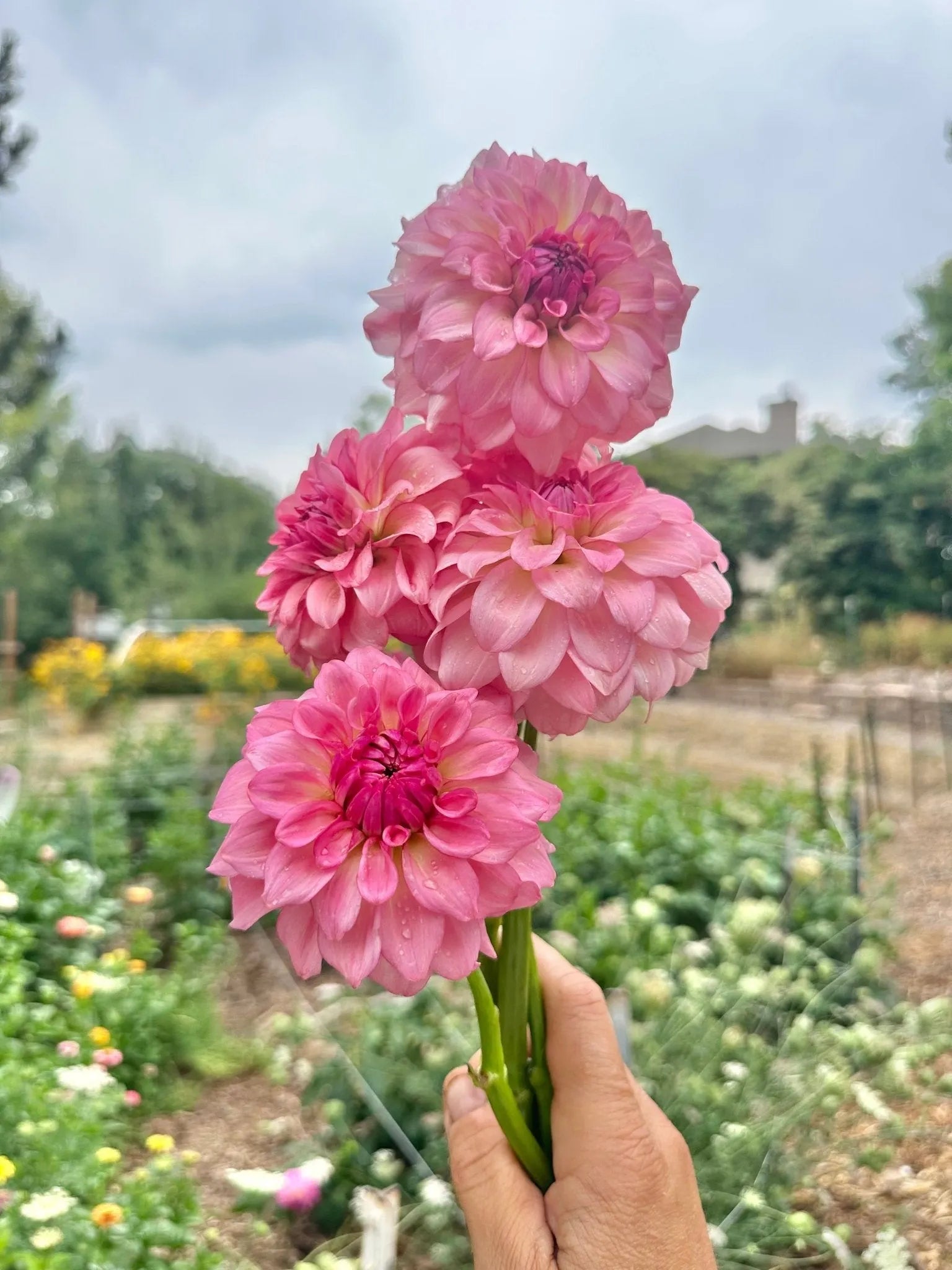 Levi’s Dreamwalk dahlia cutting - Pedaling Petals