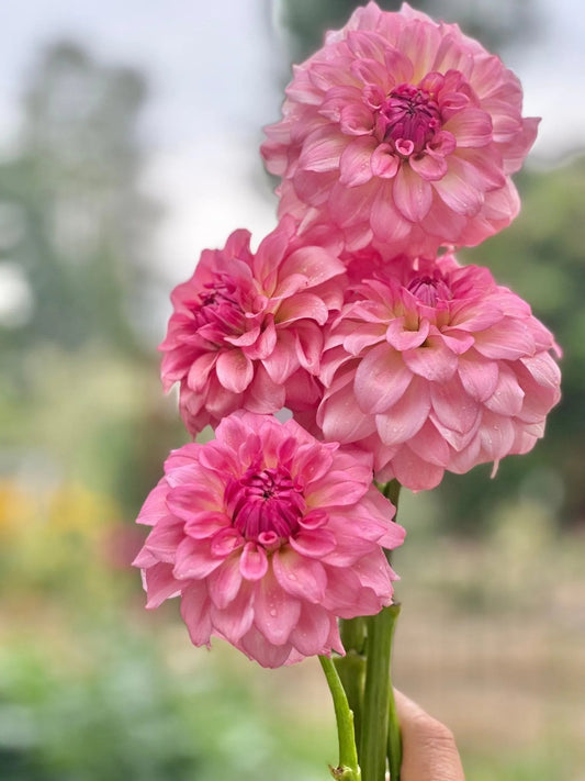 Levi’s Dreamwalk dahlia cutting - Pedaling Petals