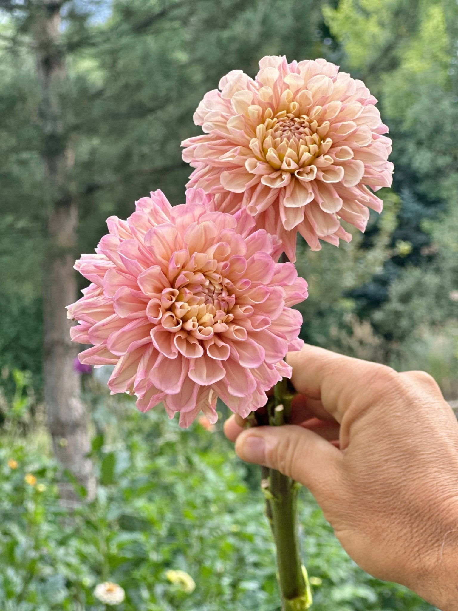 Levi’s Revenant dahlia cutting - Pedaling Petals