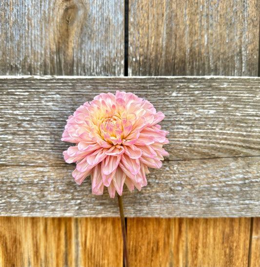 Levi’s Revenant dahlia cutting - Pedaling Petals