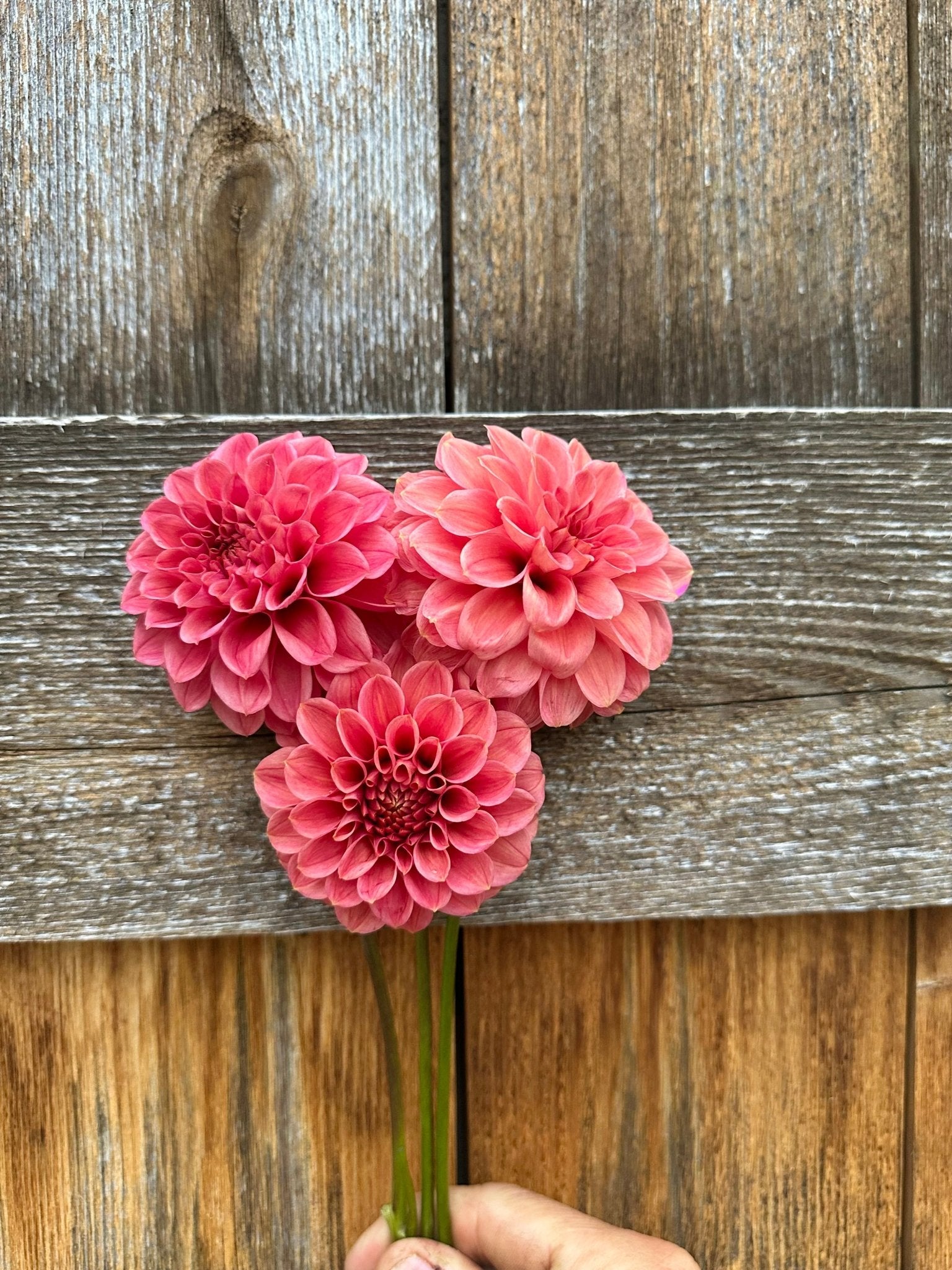 Levi’s Tomato dahlia cutting - Pedaling Petals