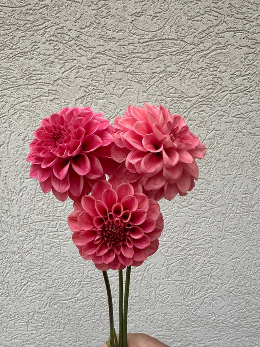 Levi’s Tomato dahlia cutting - Pedaling Petals
