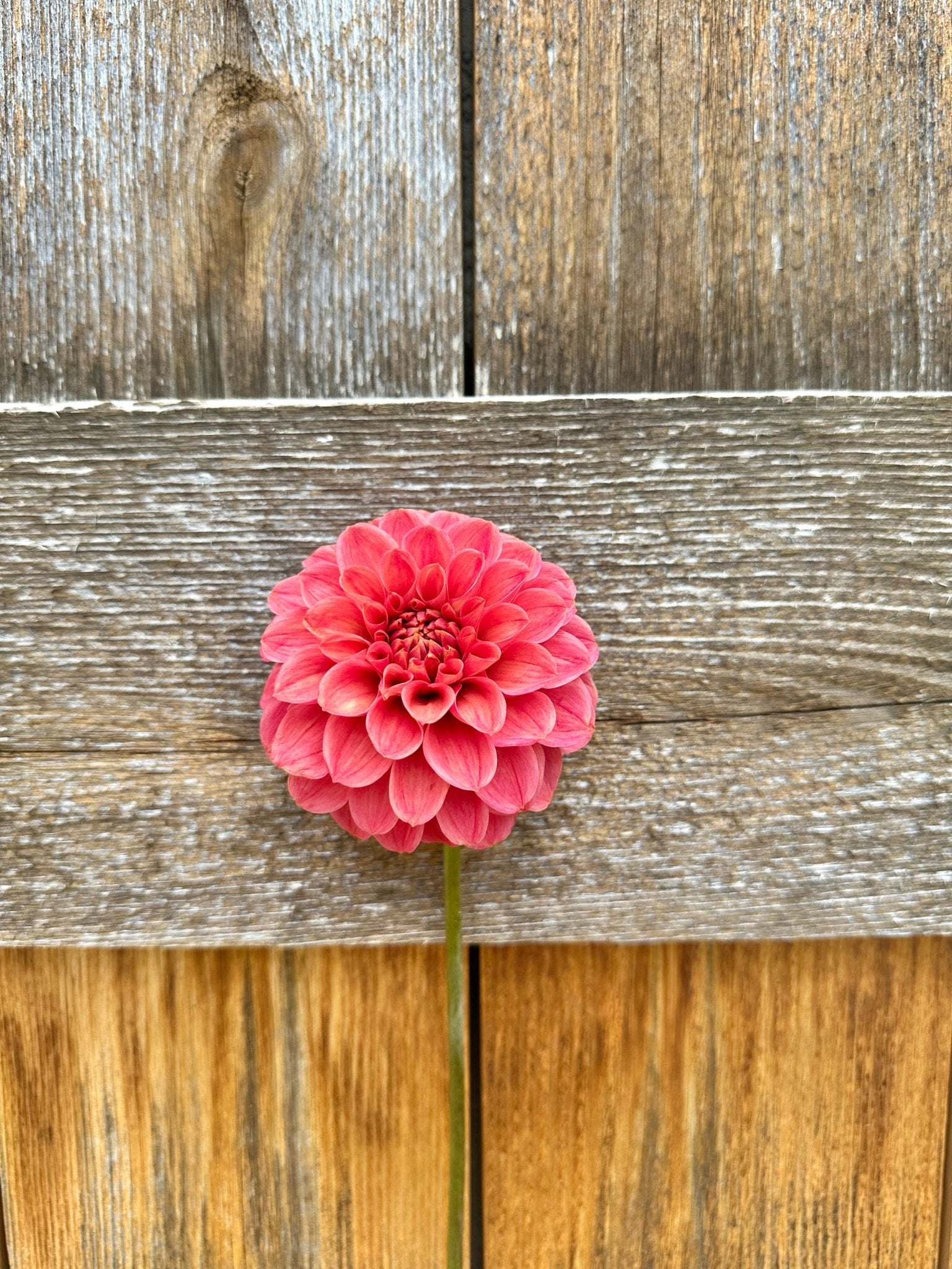 Levi’s Tomato dahlia cutting - Pedaling Petals