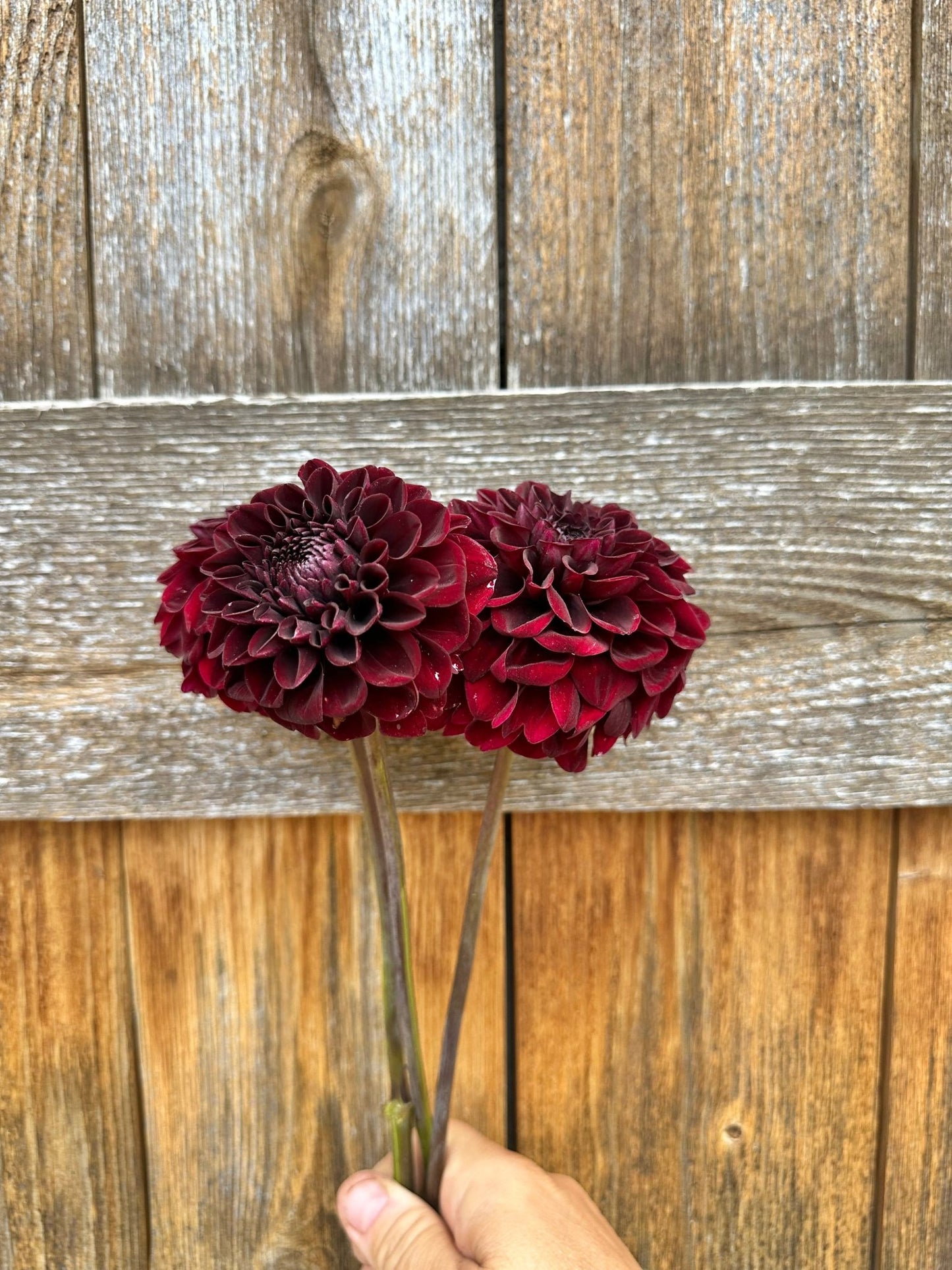 Lights out dahlia - Pedaling Petals
