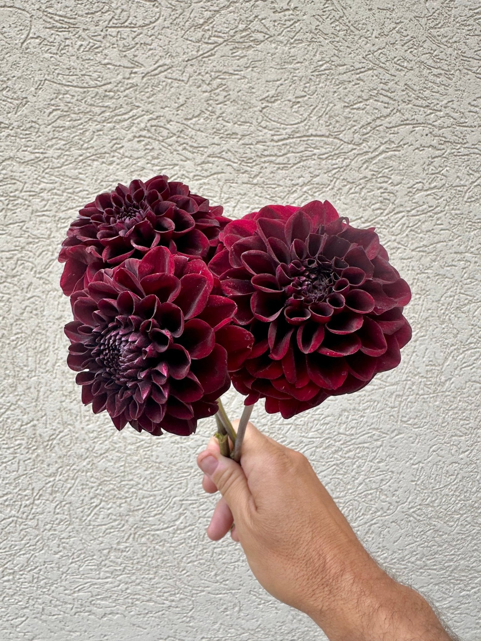 Lights out dahlia - Pedaling Petals