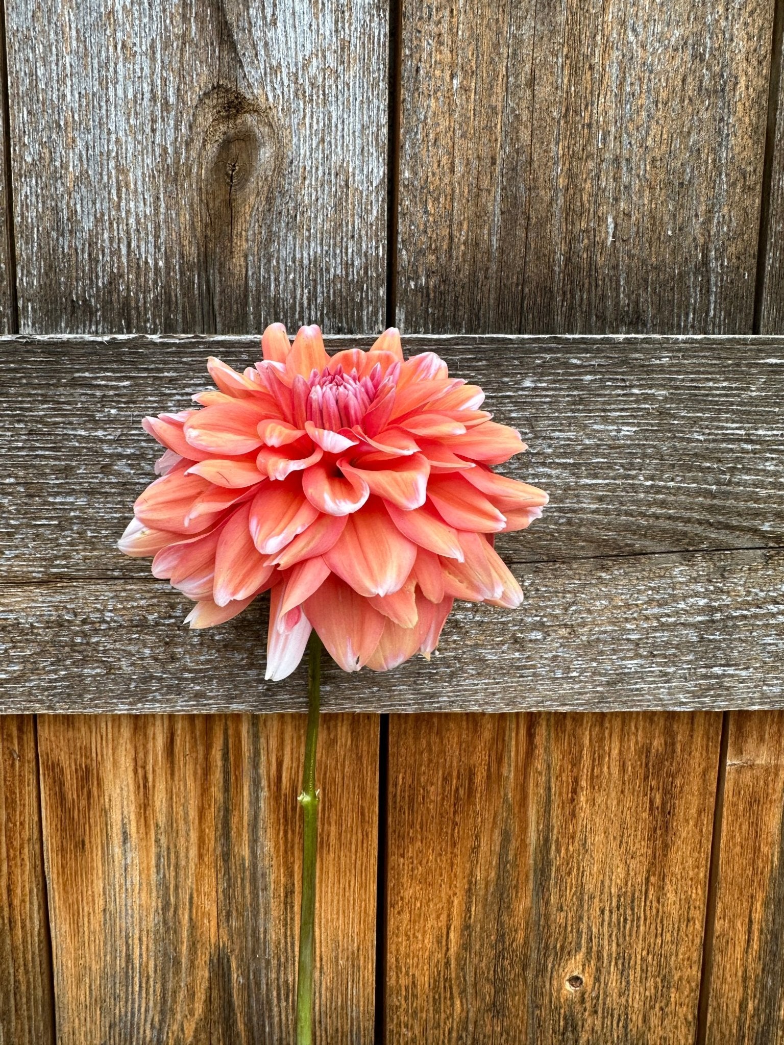 Linda’s Esther dahlia - Pedaling Petals