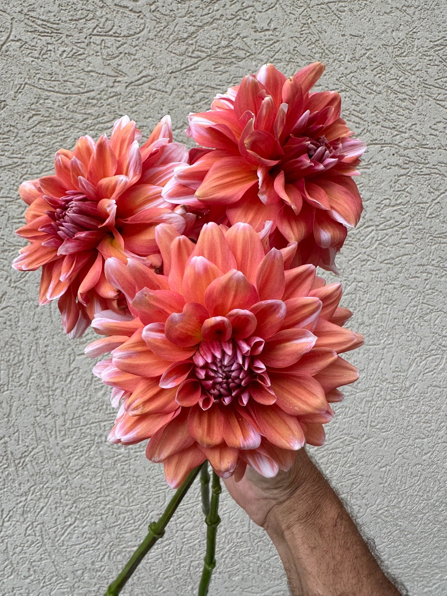 Linda's Esther dahlia tubers for sale - Pedaling Petals