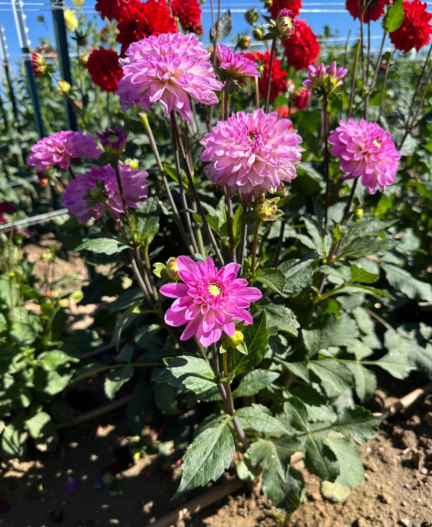 Little Blessings dahlia - Pedaling Petals