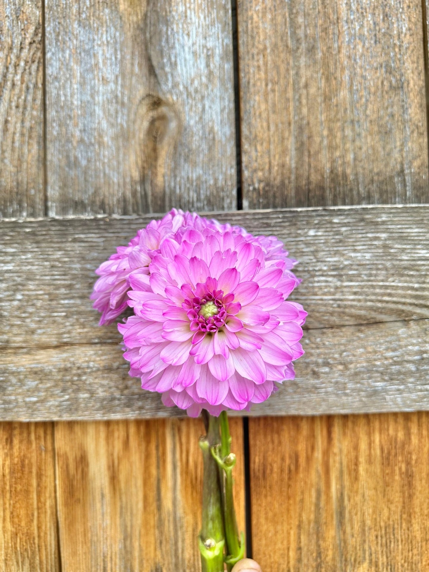Little Blessings dahlia - Pedaling Petals