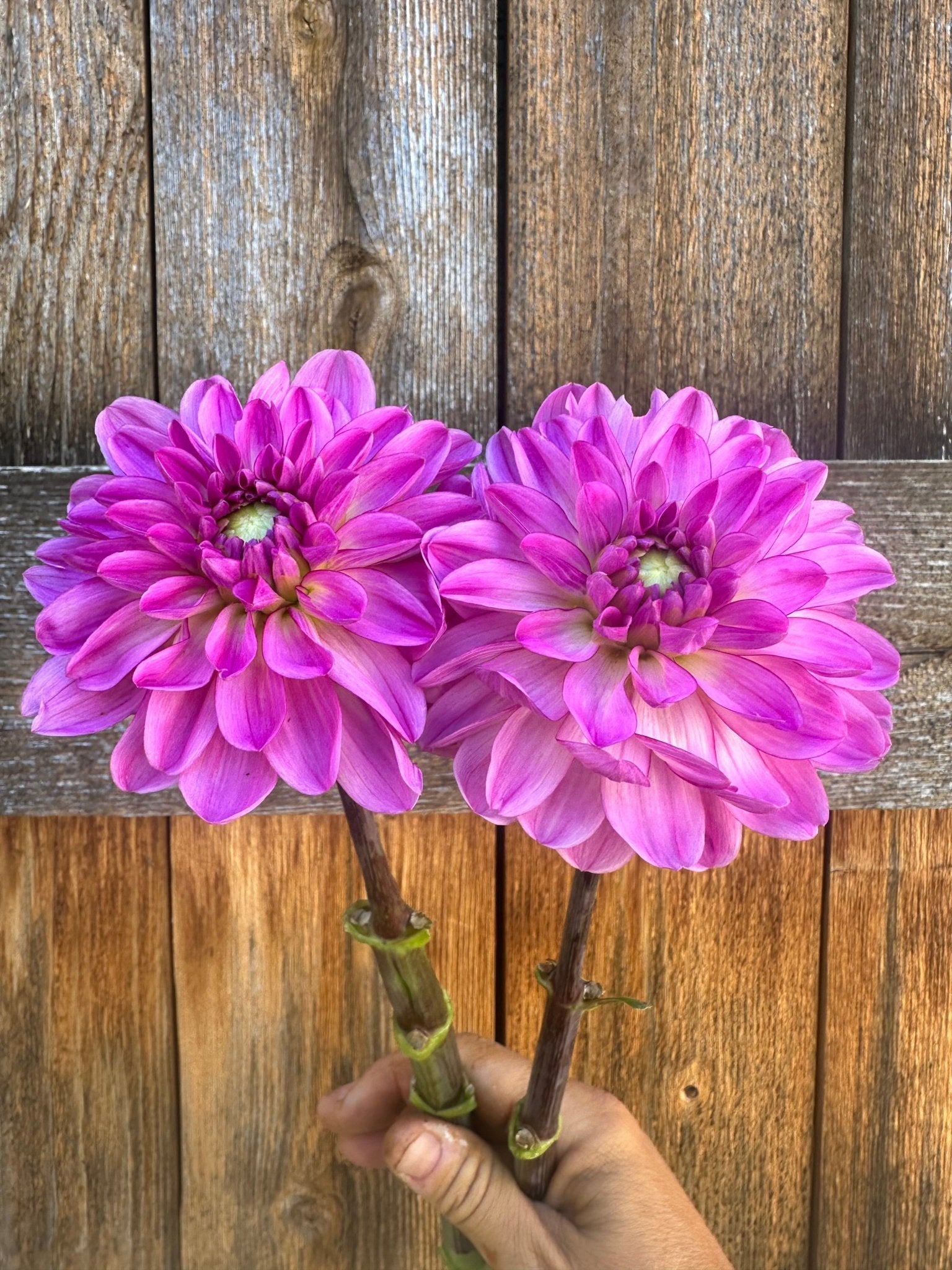 Little Blessings dahlia - Pedaling Petals