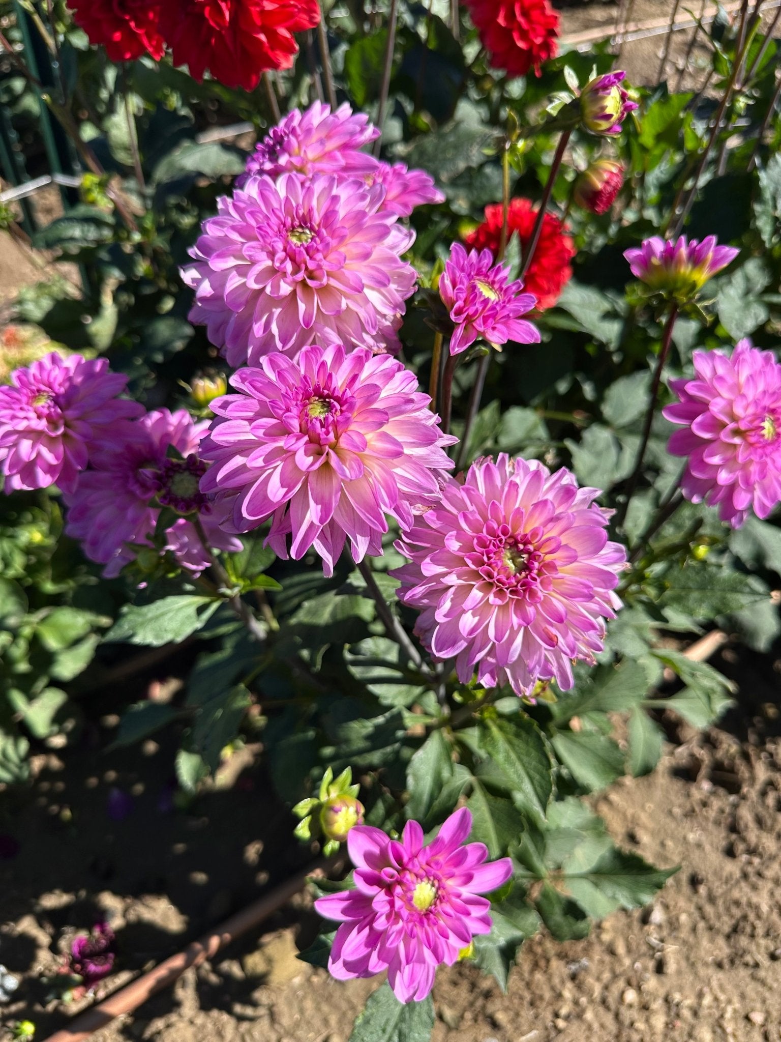 Little Blessings dahlia - Pedaling Petals