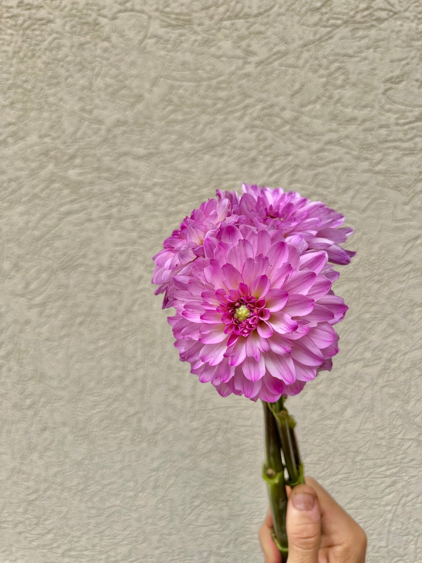 Little Blessings dahlia - Pedaling Petals