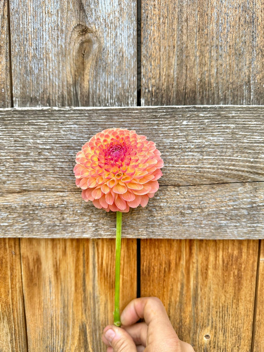 Maarn dahlia - Pedaling Petals