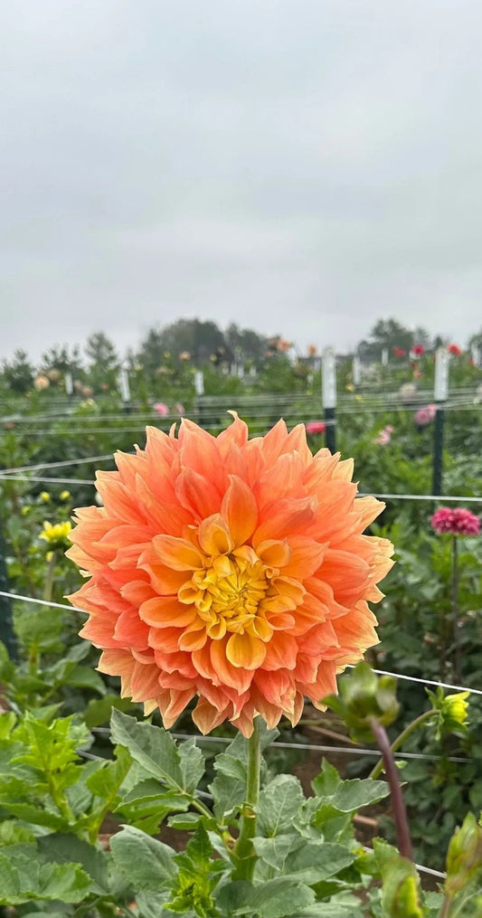 Mabel Ann dahlia tuber - Pedaling Petals