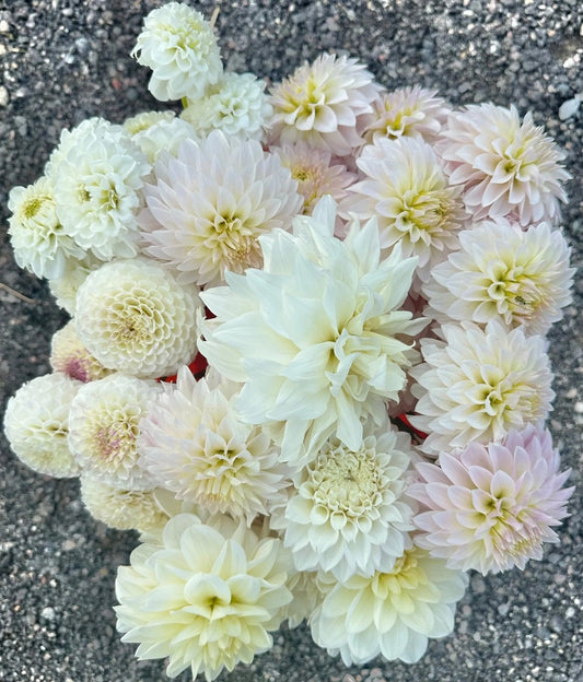 Medium sized dahlia bloom - Pedaling Petals