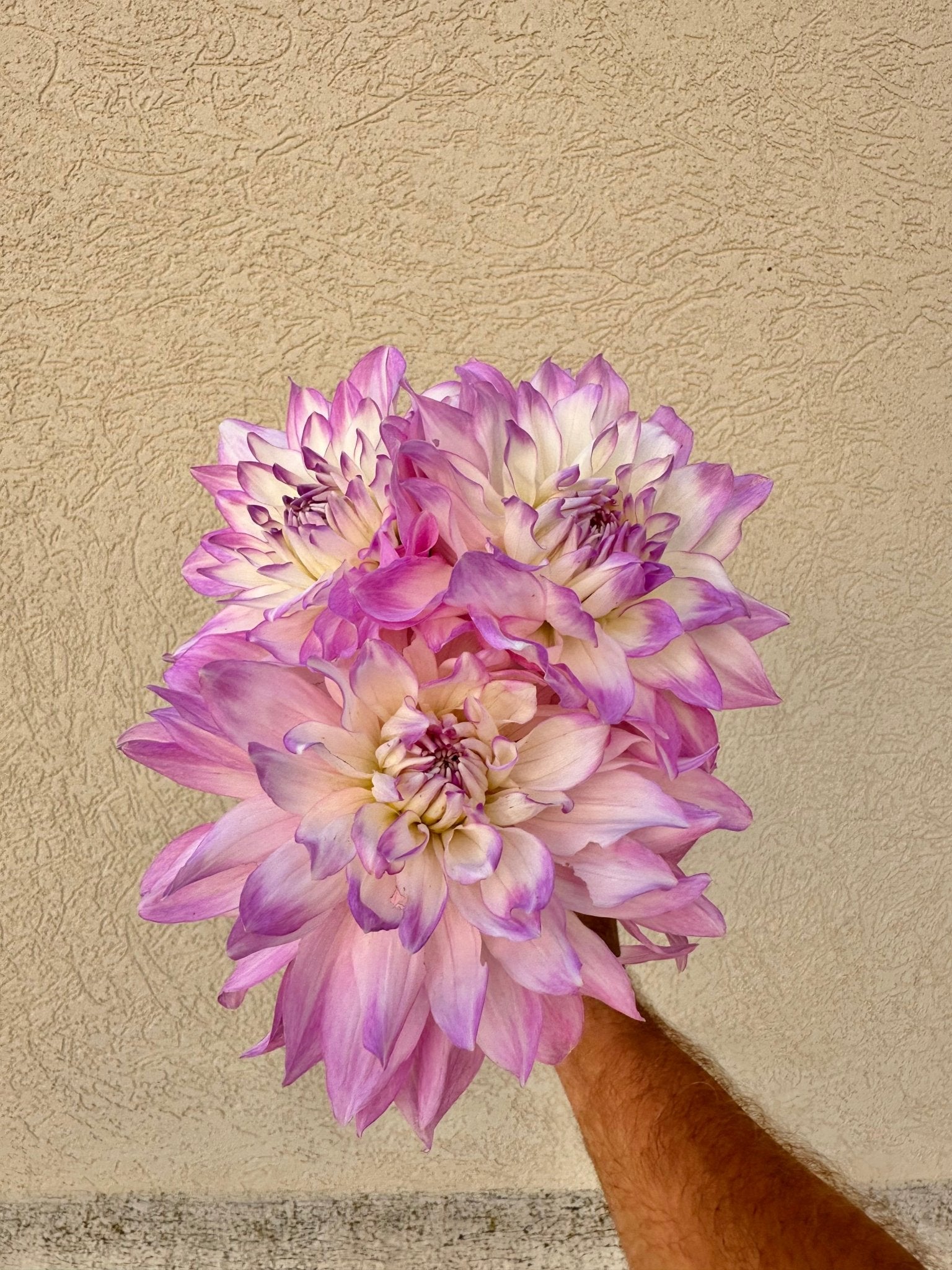 Mikayla Miranda Dahlia tuber - Pedaling Petals