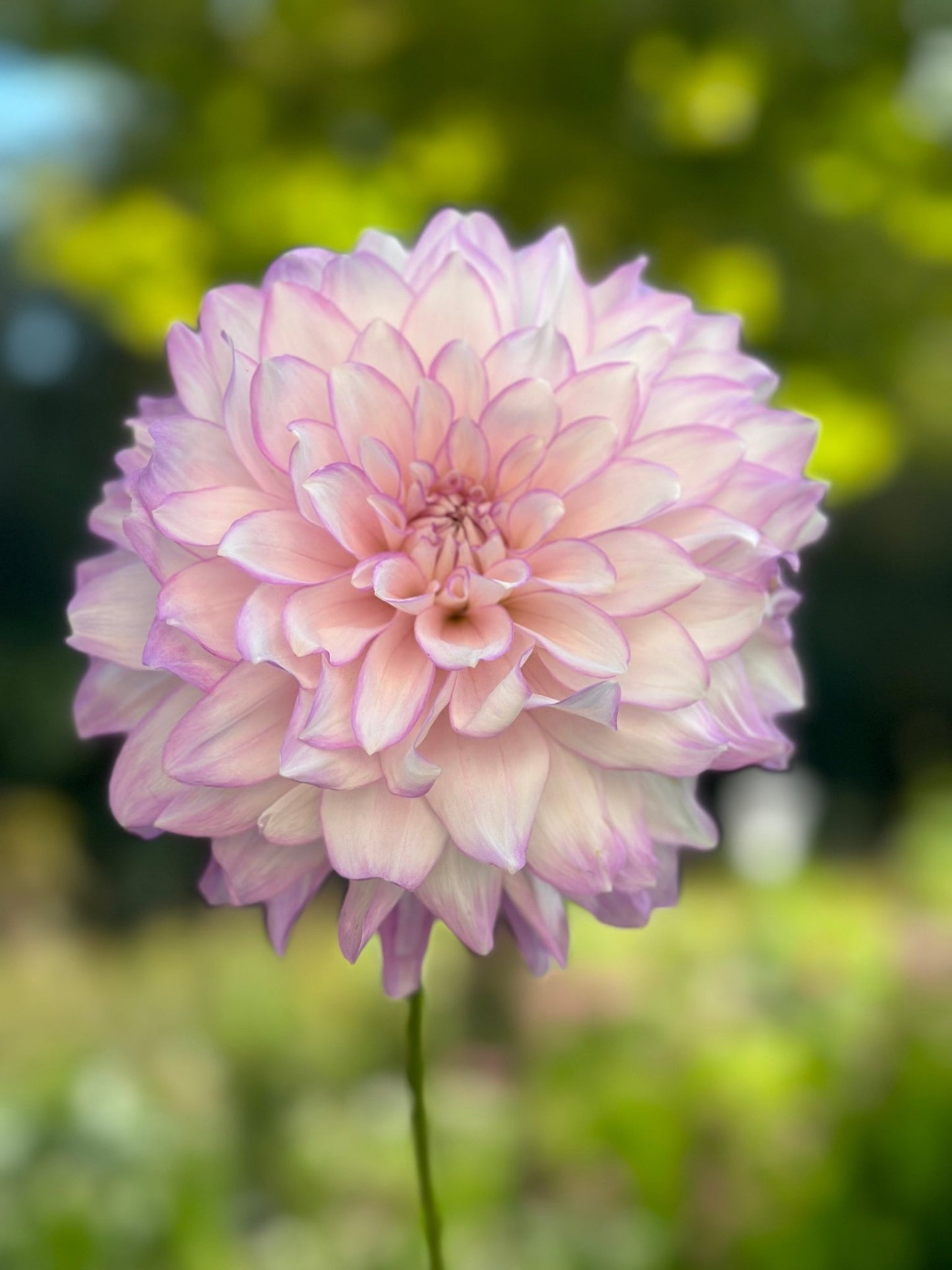 Mikayla Miranda Dahlia tuber - Pedaling Petals