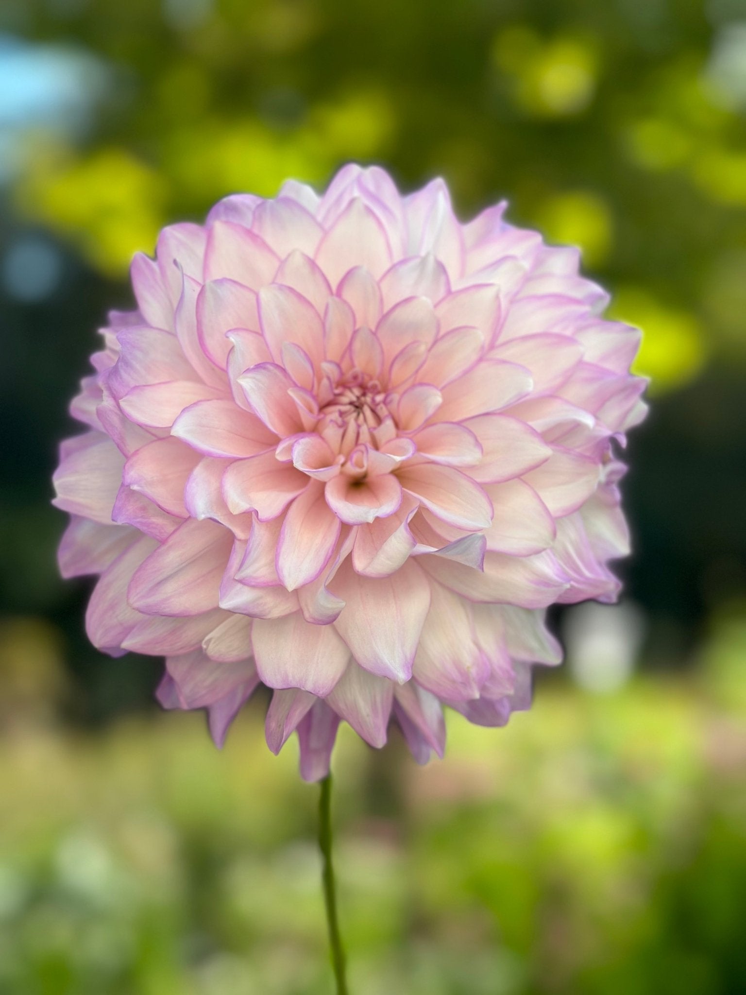 Mikayla Miranda Dahlia tuber - Pedaling Petals