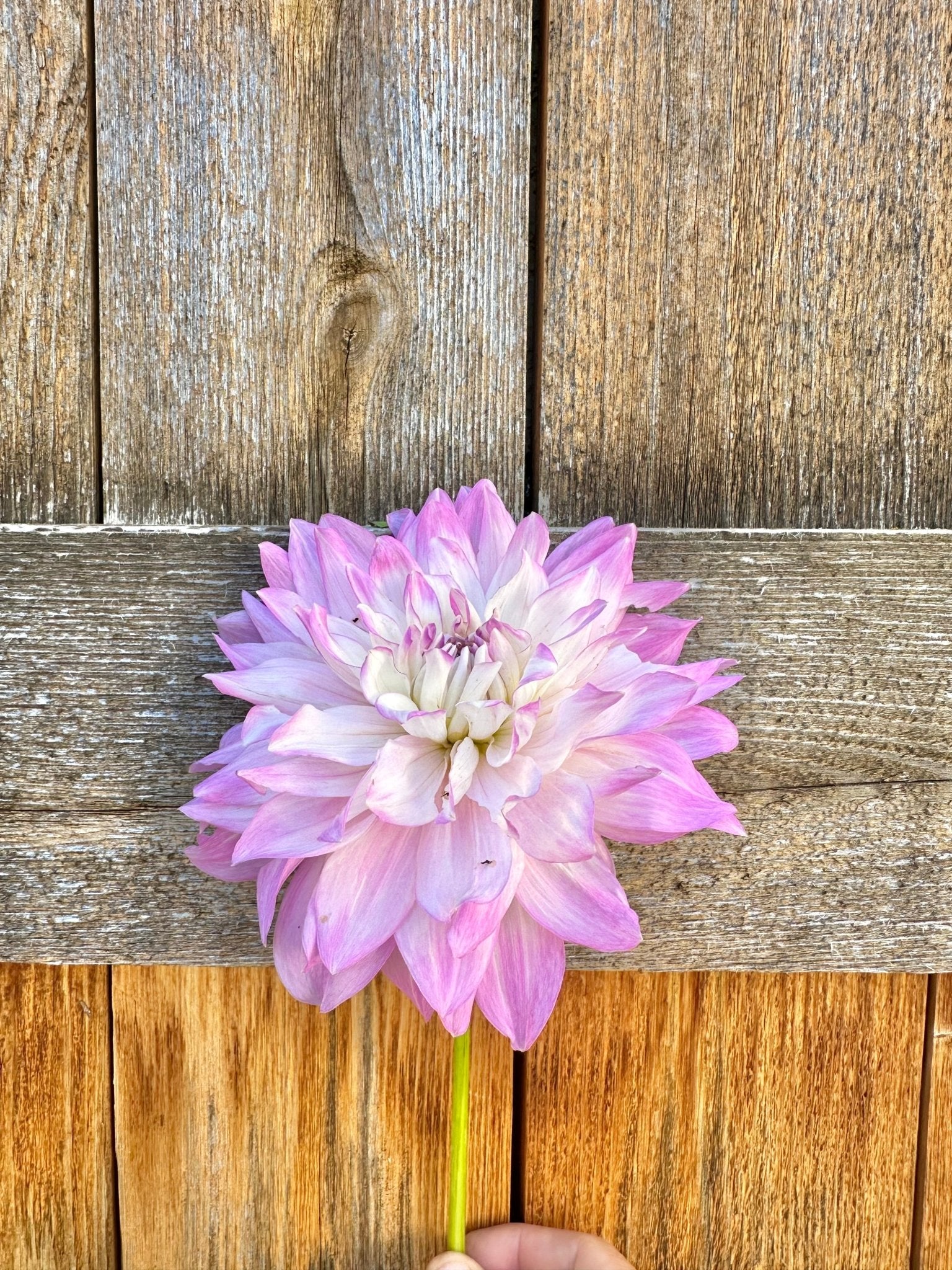 Mikayla Miranda Dahlia tuber - Pedaling Petals