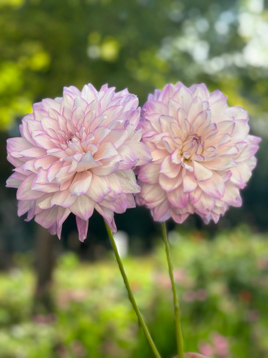 Mikayla Miranda Dahlia tuber - Pedaling Petals