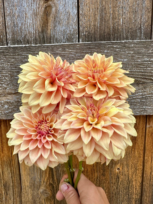 Miss Amara dahlia tuber - Pedaling Petals