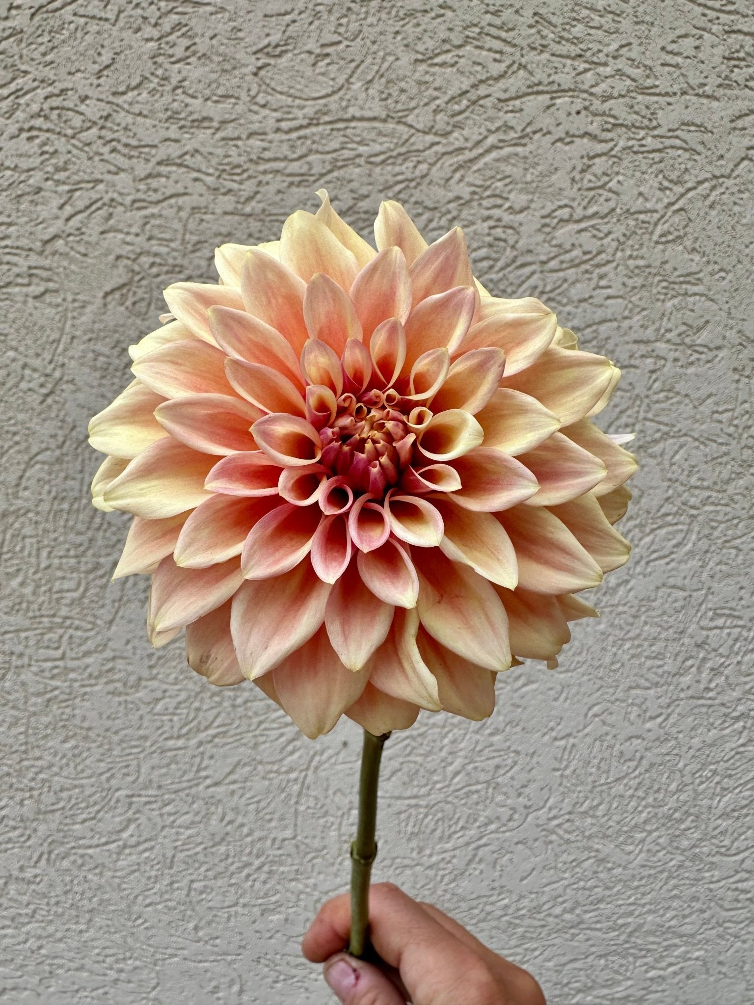 Miss Amara dahlia tuber - Pedaling Petals